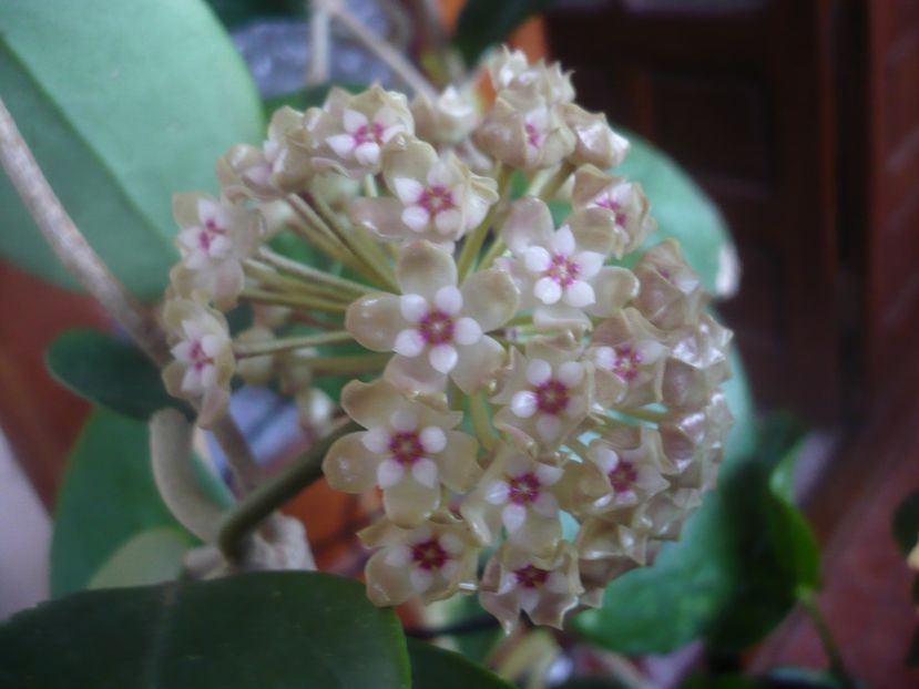 P1470568 - HOYA 2021-1