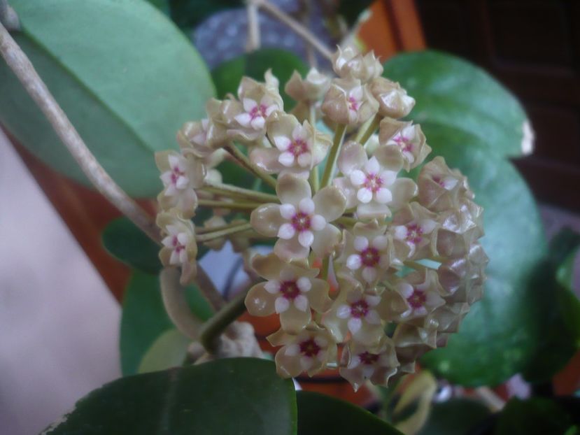 P1470569 - HOYA 2021-1