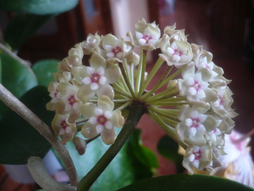 P1470570 - HOYA 2021-1