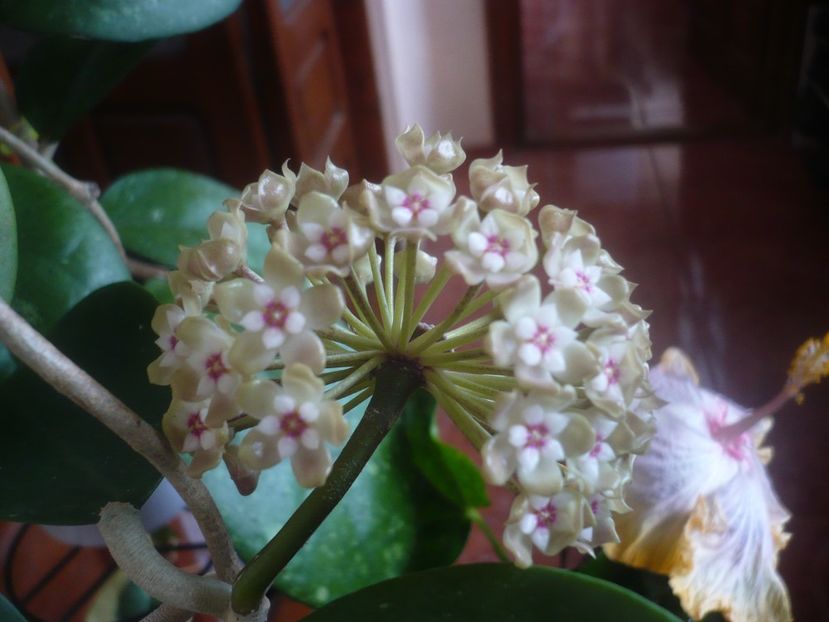 P1470571 - HOYA 2021-1