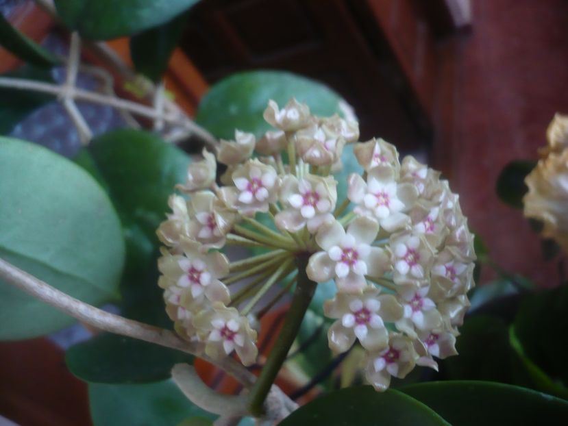 P1470573 - HOYA 2021-1