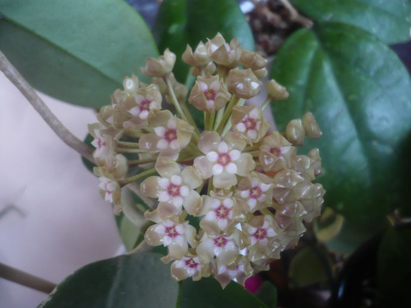P1470574 - HOYA 2021-1