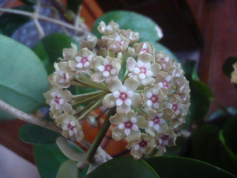 P1470575 - HOYA 2021-1