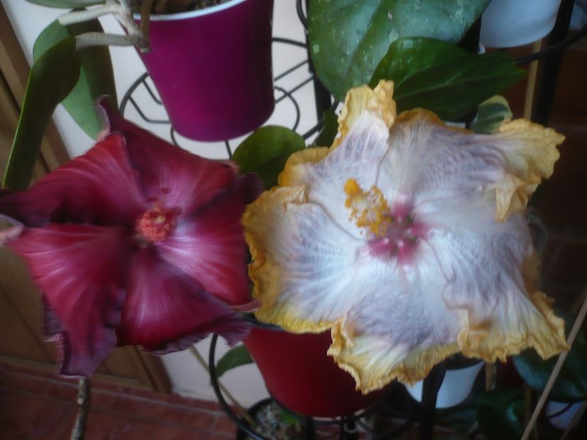 P1470577 - HIBISCUSI 2021-1