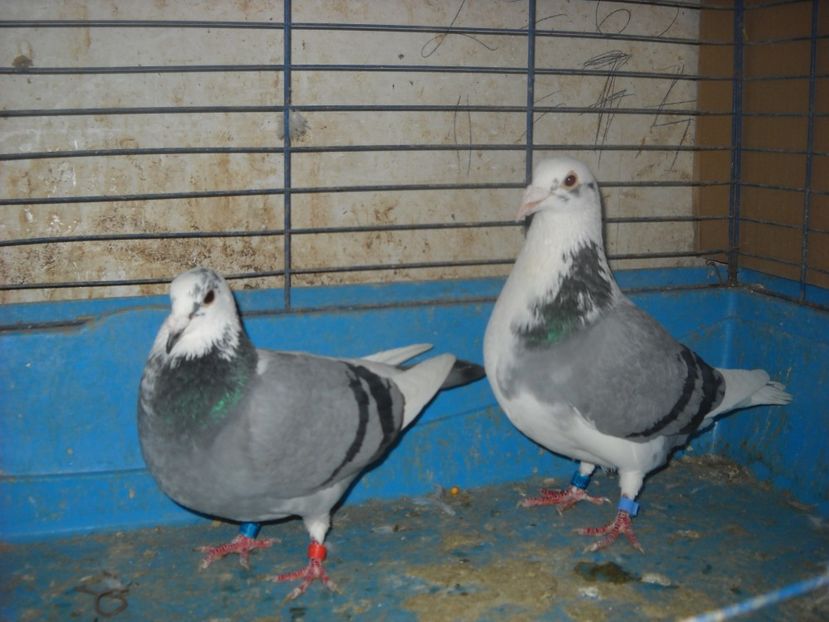 16 - PORUMBEI VANDUTI 2