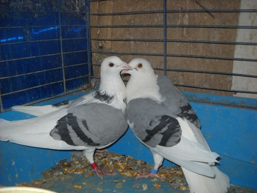  - PORUMBEI VANDUTI 2