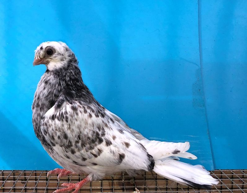 12270  femelă  2021_1 - pui 2021 BM