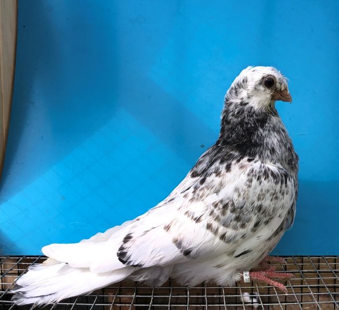 12270  femelă  2021_2 - pui 2021 BM