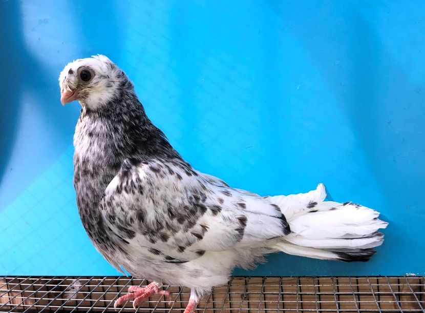 12270  femelă  2021_3 - pui 2021 BM