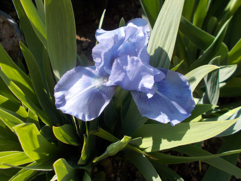 blue demin - IRISI PITICI DISPONIBILI-2021