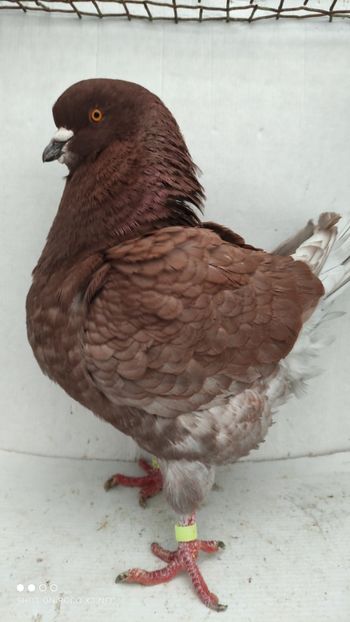 M 2017 vandut - De vanzare kingi