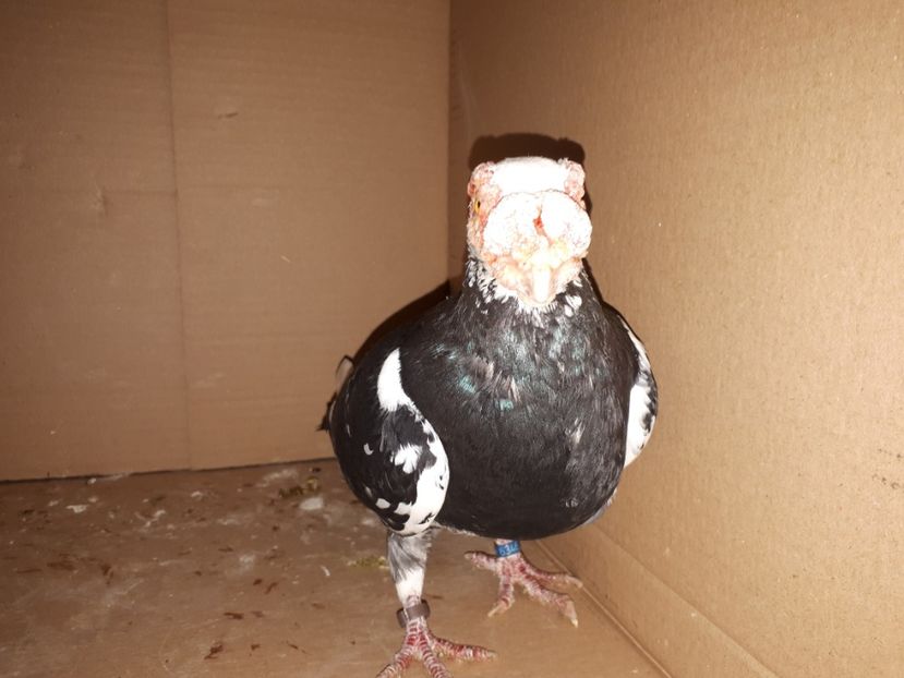 M - K _ carunculați 2021