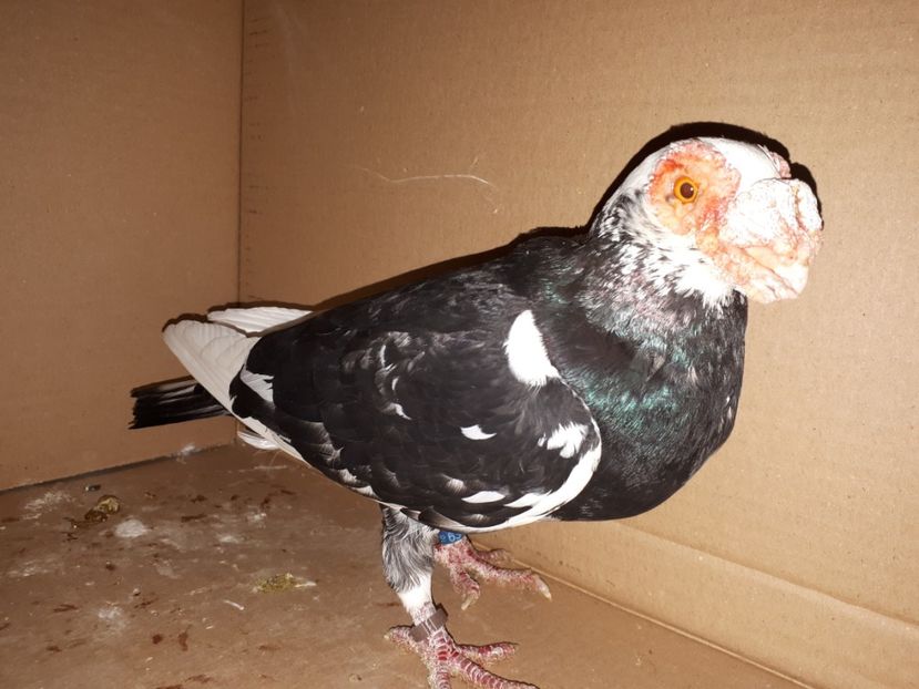  - K _ carunculați 2021