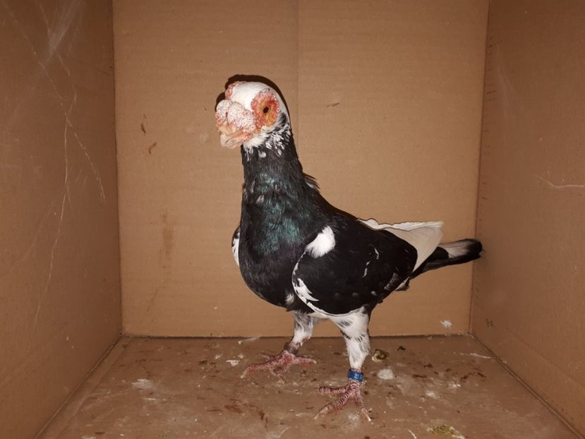  - K _ carunculați 2021