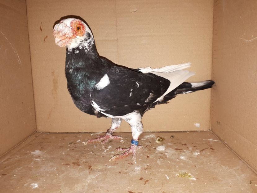  - K _ carunculați 2021