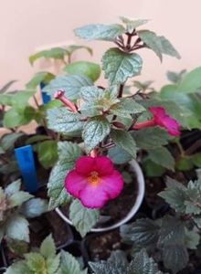 Floricele de Sf. Gheorghe! - 0001 2022 - Chancey Marie xA