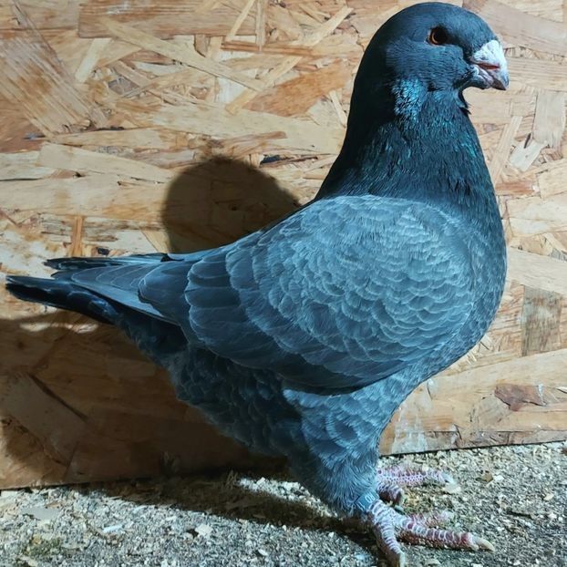  - 3---AGH DAȚI 2019 - 2025