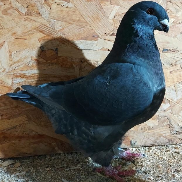  - 3---AGH DAȚI 2019 - 2025