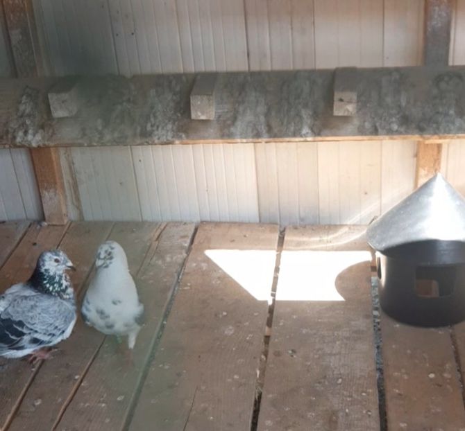 Screenshot_20210423-102348_Gallery - 2021