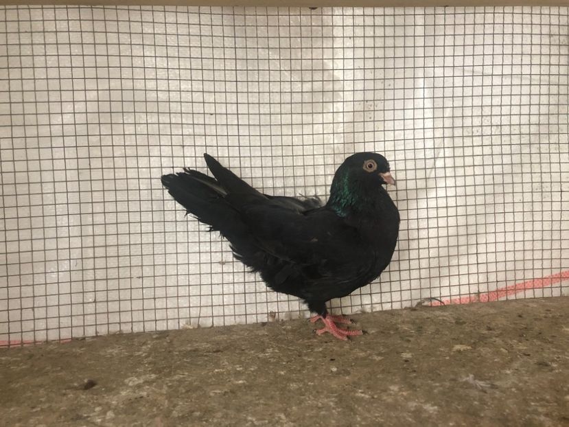 144120 - 4-lot zbor 2021