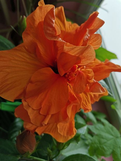 Panorama - Hibiscus 2015-2024