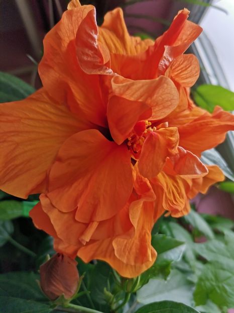 - Hibiscus 2015-2024