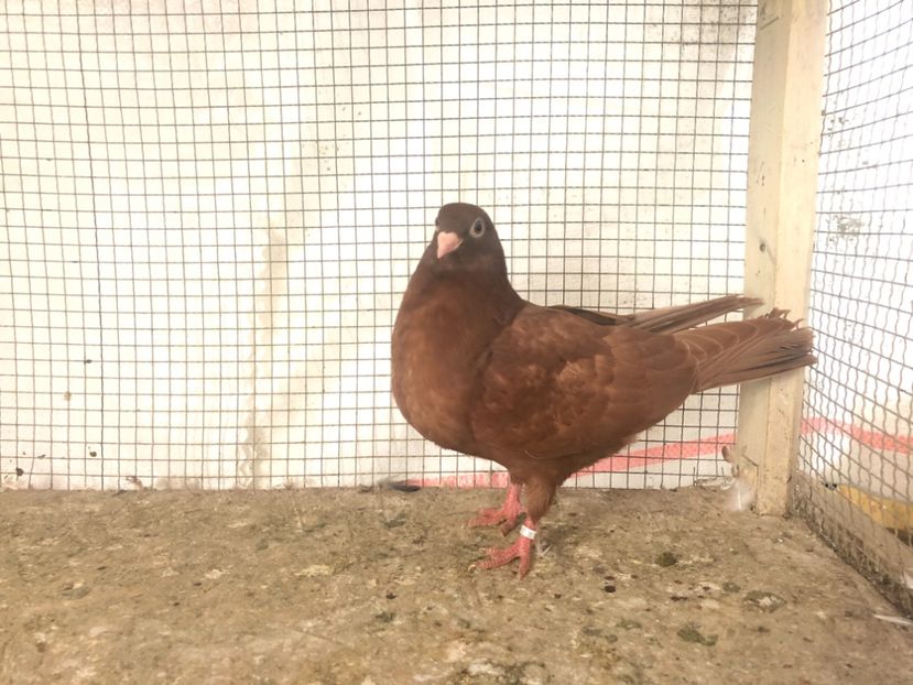 2546721 - 4-lot zbor 2021