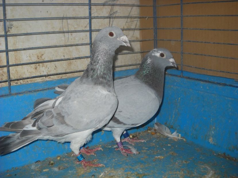 9 - UNDEVA IN SUCEAVA arhiva