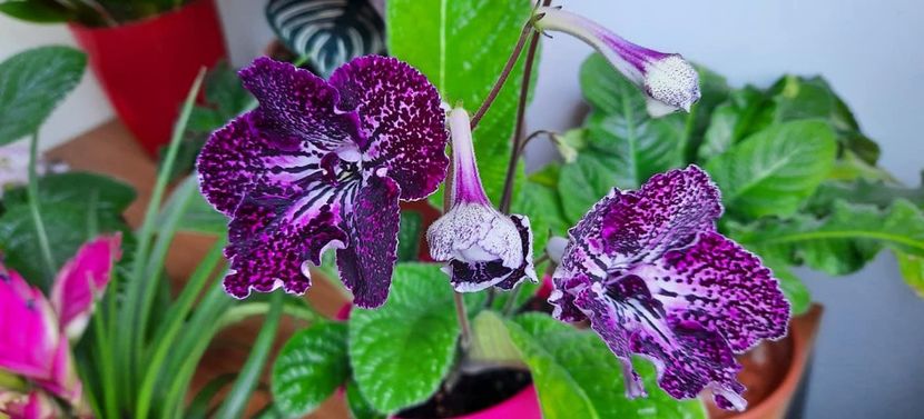 Poza model - Streptocarpus