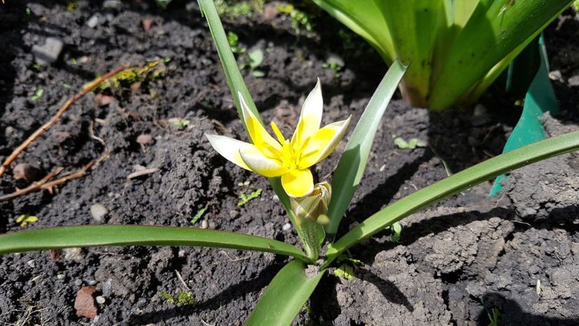 Tarda - Aprilie 2021