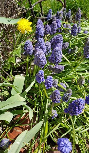 Muscari Blue sky - Aprilie 2021