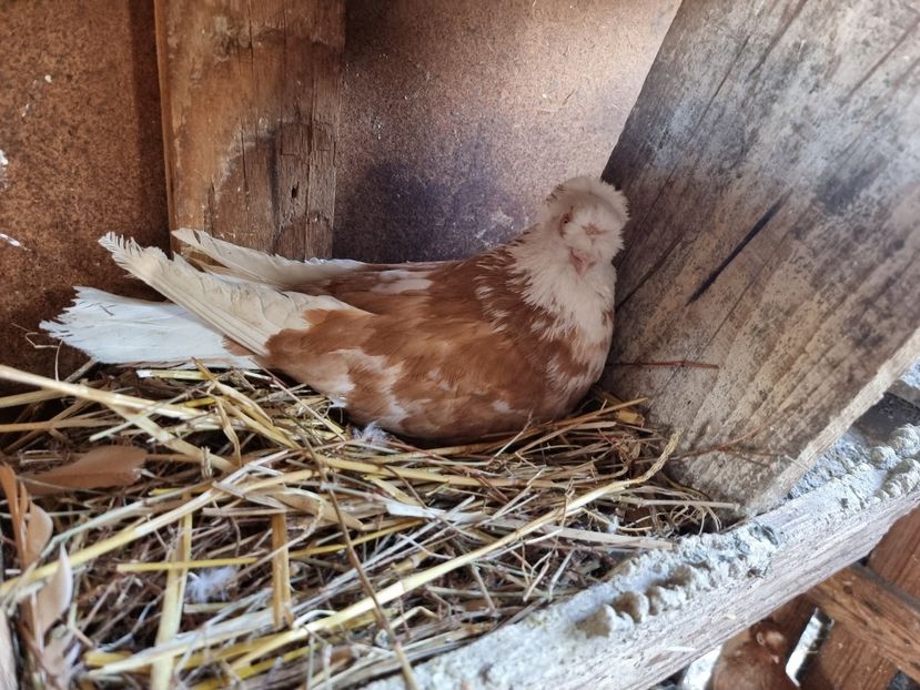  - 8-Jucatorii de Ardeal vechi