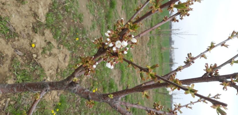  - Livada 1 anul IV 2021