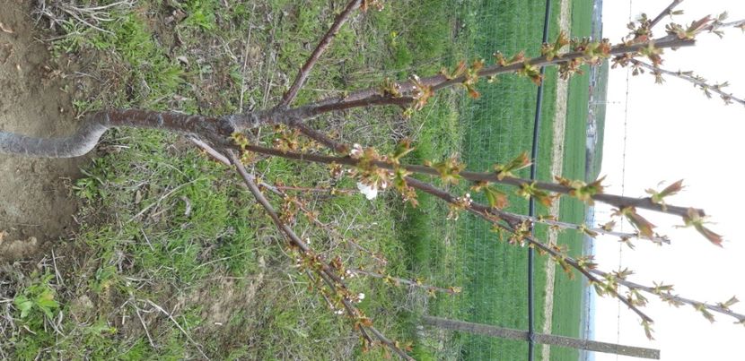  - Livada 1 anul IV 2021