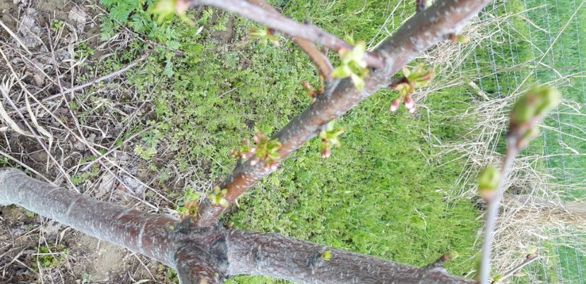  - Livada 1 anul IV 2021