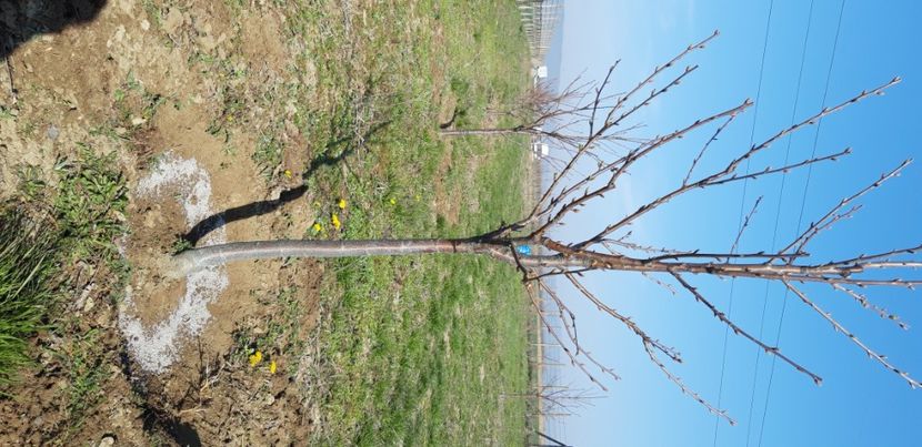  - Livada 1 anul IV 2021