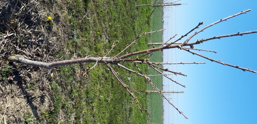  - Livada 1 anul IV 2021