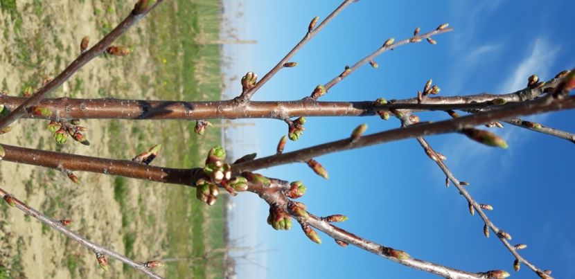  - Livada 1 anul IV 2021