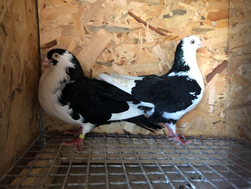 11 - 4-Perechi lot zbor 2021