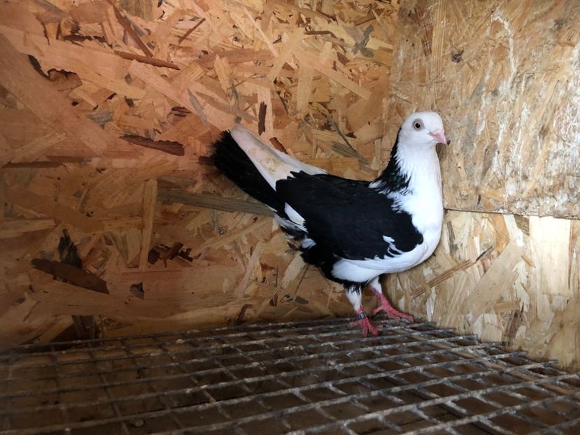 157420 - 4-lot zbor 2021