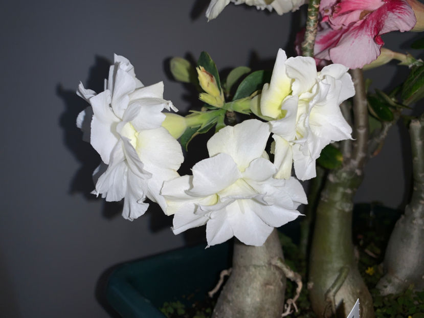  - Plante de interior 2021