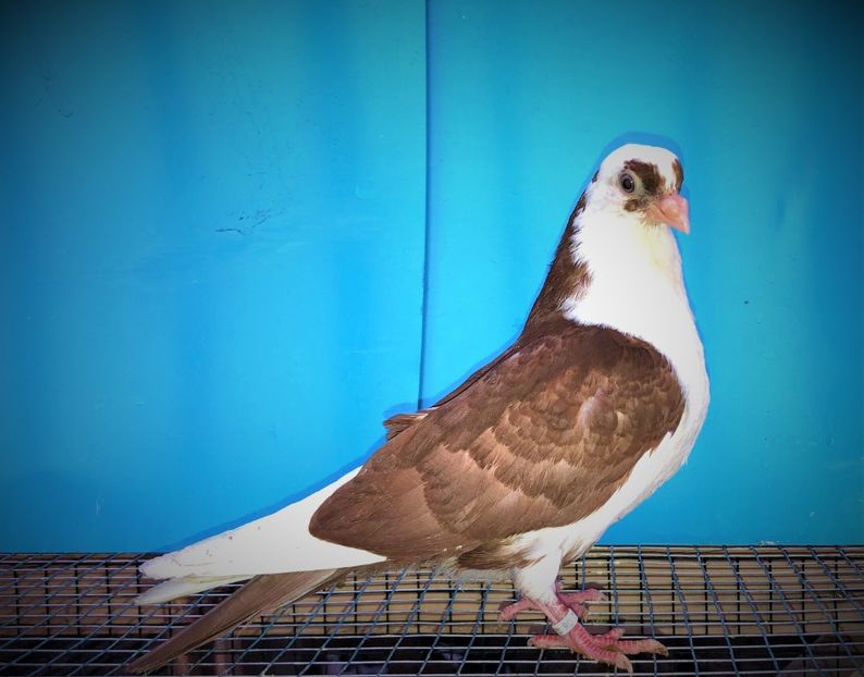 12232  femelă  2021_2 - tineret 2021