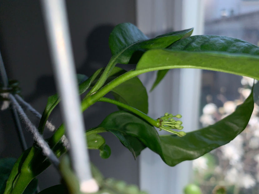 stelute in devenire :) - Plante de interior 2021