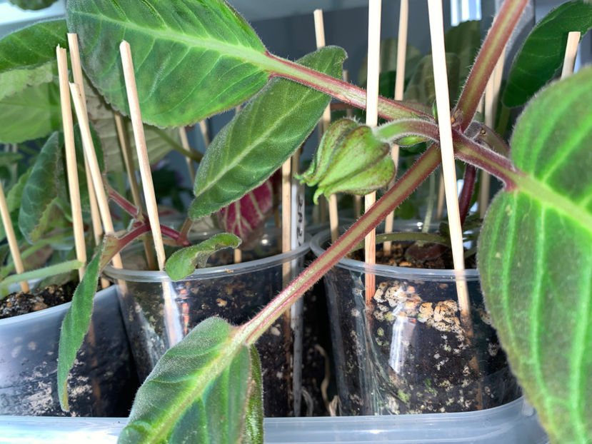  - Plante de interior 2021