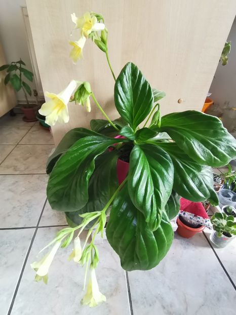  - Chirita Aiko de la Magda