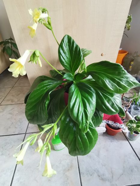  - Chirita Aiko de la Magda