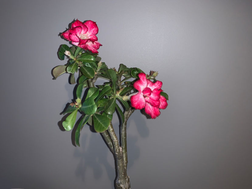 Intram pe program de deparazitare :(  dupa o luna si jumatate spectacolul ia sfarsit - Plante de interior 2021