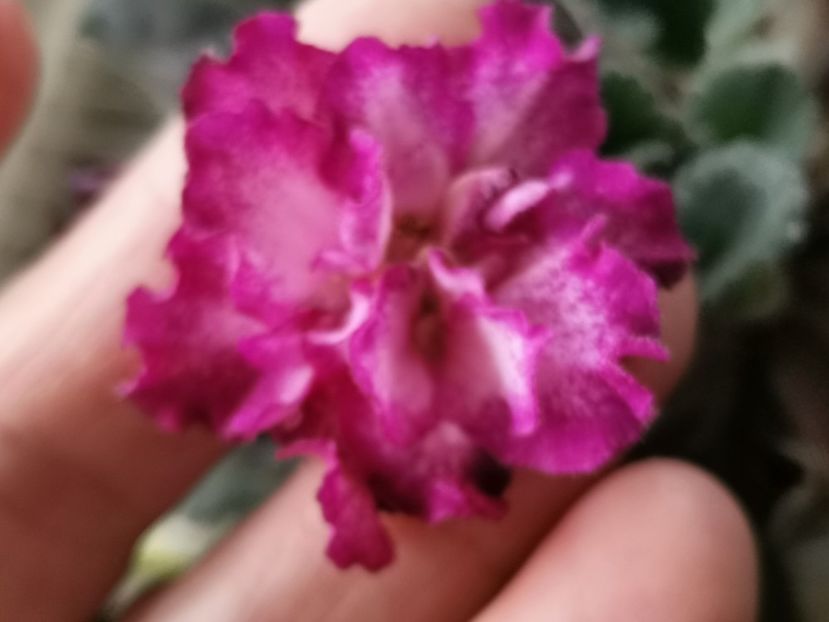 De la Eliza - Ian Minuet de la Olivia