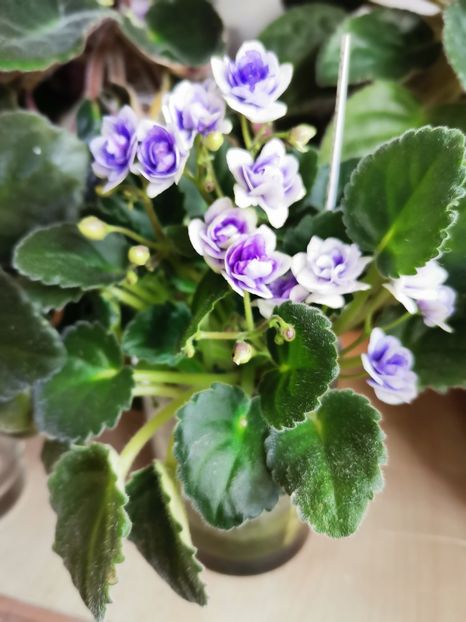  - Optimara Little Moonstone de la AM