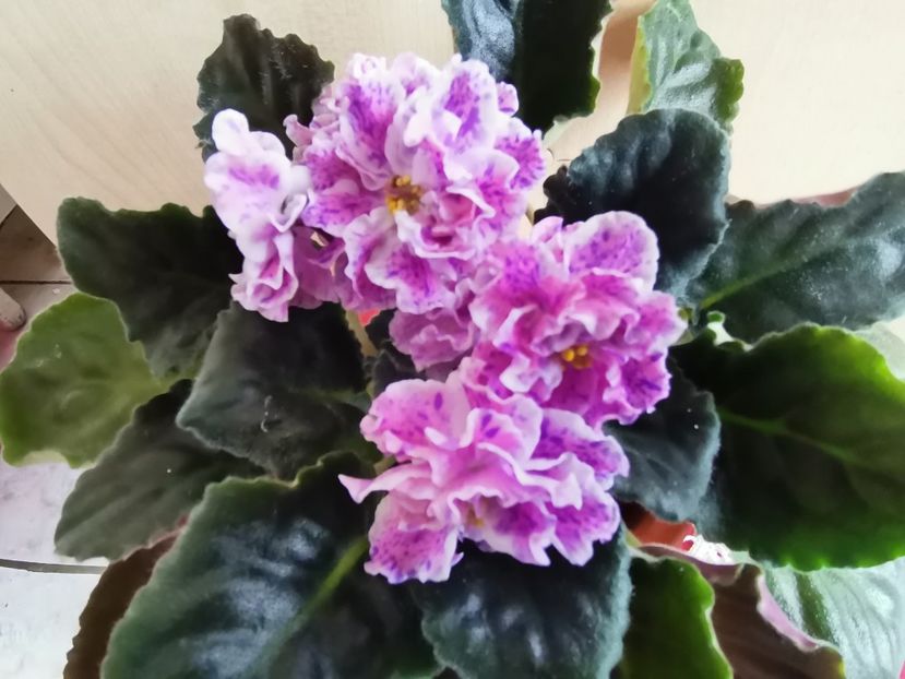  - LE Rozmari de la AM